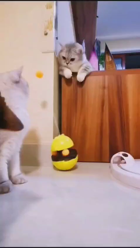 Interactive Cat IQ Treat Ball